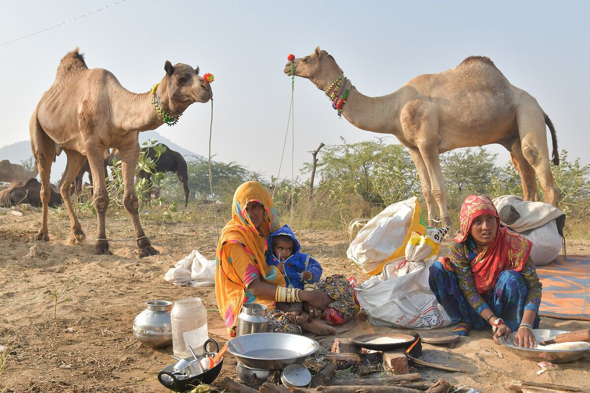 Hindistan'ın en büyük deve pazarı: Pushkar Deve Fuarı - Sayfa 13