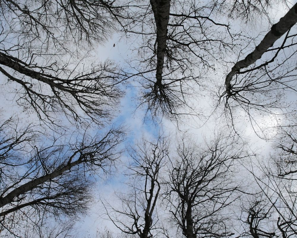 Yedigöller Milli Parkı'nı son iki ayda yaklaşık 100 bin kişi ziyaret etti - Sayfa 6