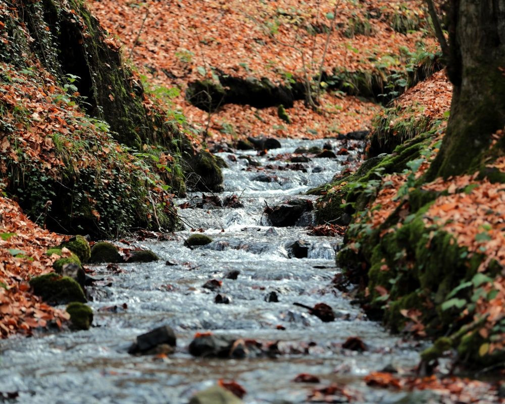 Yedigöller Milli Parkı'nı son iki ayda yaklaşık 100 bin kişi ziyaret etti - Sayfa 11