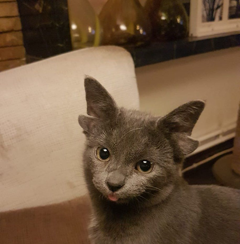 Böylesini hiç görmediniz! Sosyal medyanın yeni fenomeni 4 kulaklı kedi 'Midas' - Sayfa 17
