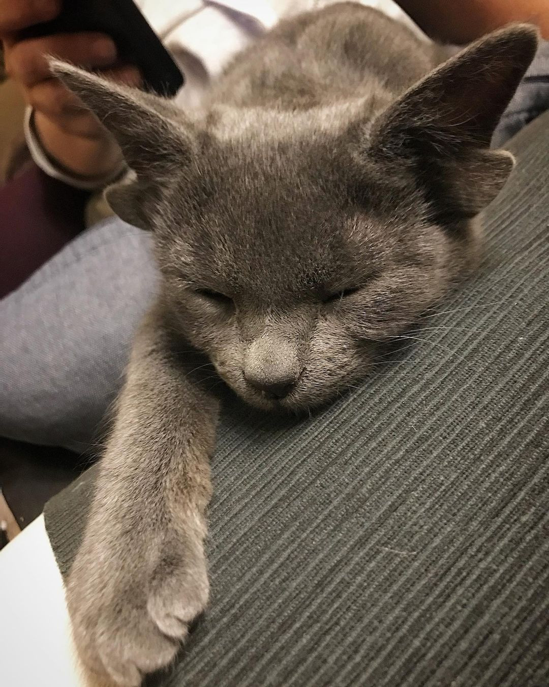 Böylesini hiç görmediniz! Sosyal medyanın yeni fenomeni 4 kulaklı kedi 'Midas' - Sayfa 19