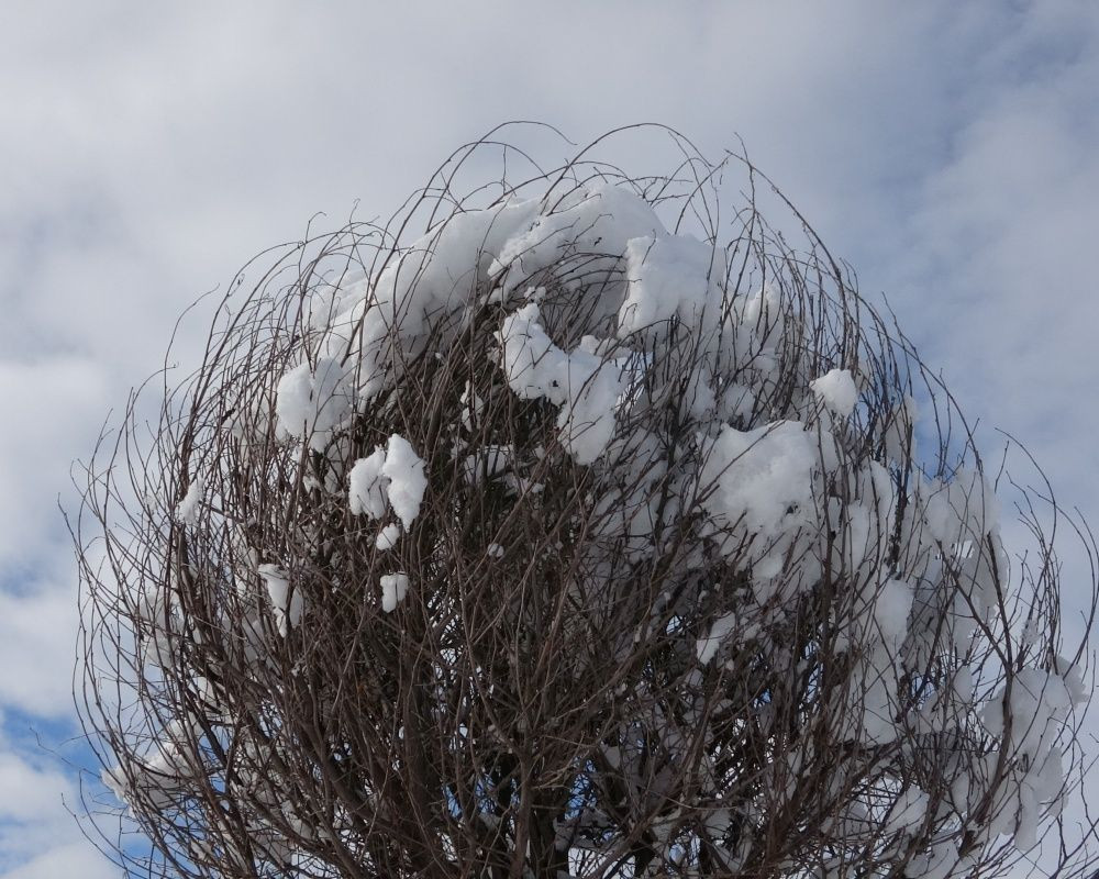 Ardahan'da kar yağışı sonrası kartpostallık görüntüler oluştu - Sayfa 17