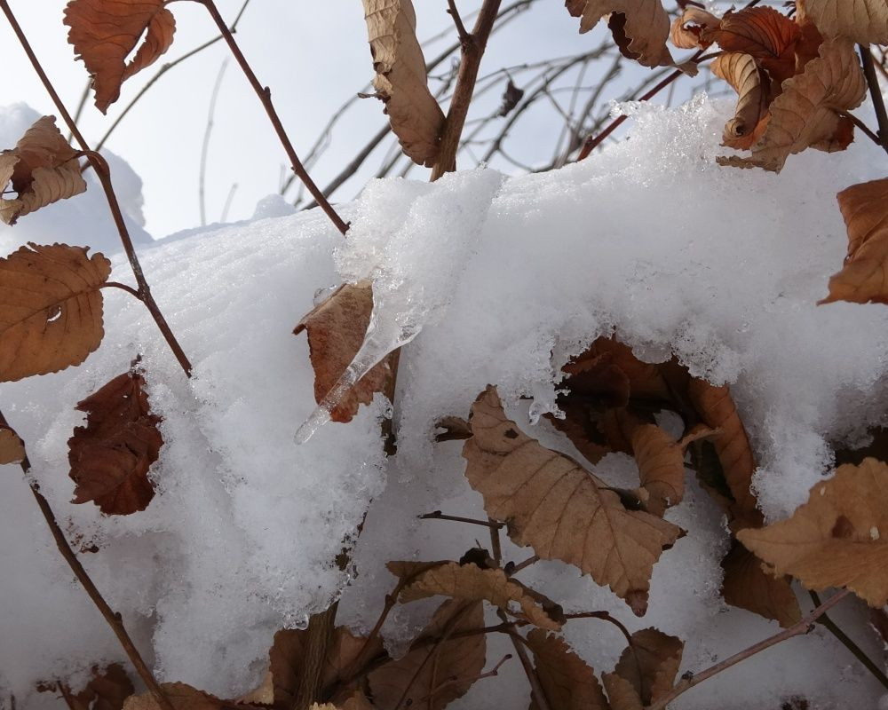Ardahan'da kar yağışı sonrası kartpostallık görüntüler oluştu - Sayfa 18
