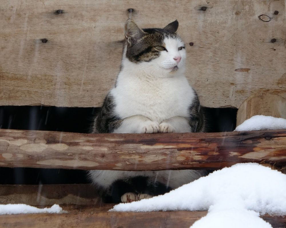 Muş’ta kar kalınlığı 60 santimetreye ulaştı... 1600 rakımlı Yukarıyongalı köyü kara gömüldü - Sayfa 22