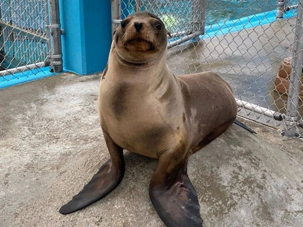 Domuzdan alınan beyin hücreleri ile deniz aslanı tedavi edildi! Sıra insanda... - Sayfa 10