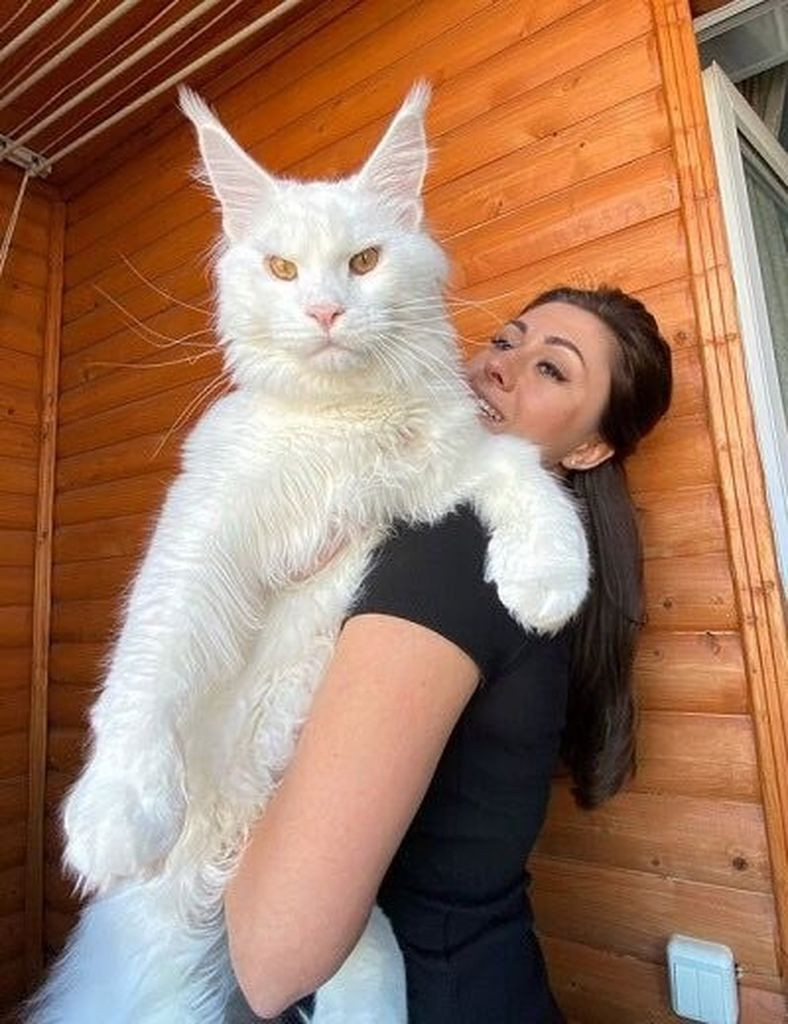 Bu kedi tam 12,5 kilo! Dev Kefir'i görenler köpek sanıyor - Sayfa 7