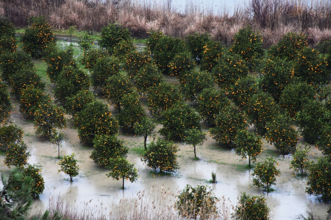 Muğla'da sağanak felaket getirdi, tarım alanları sular altında kaldı - Sayfa 22