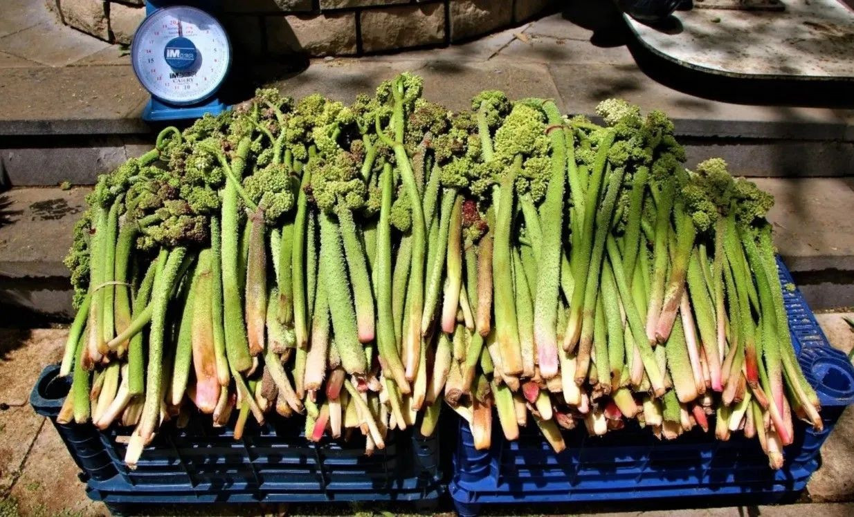 Canan Karatay Dünyanın En Sağlıklı Yemeğini Açıkladı! - Sayfa 6