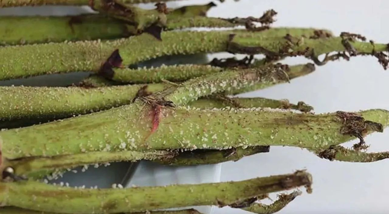 Canan Karatay Dünyanın En Sağlıklı Yemeğini Açıkladı! - Sayfa 7