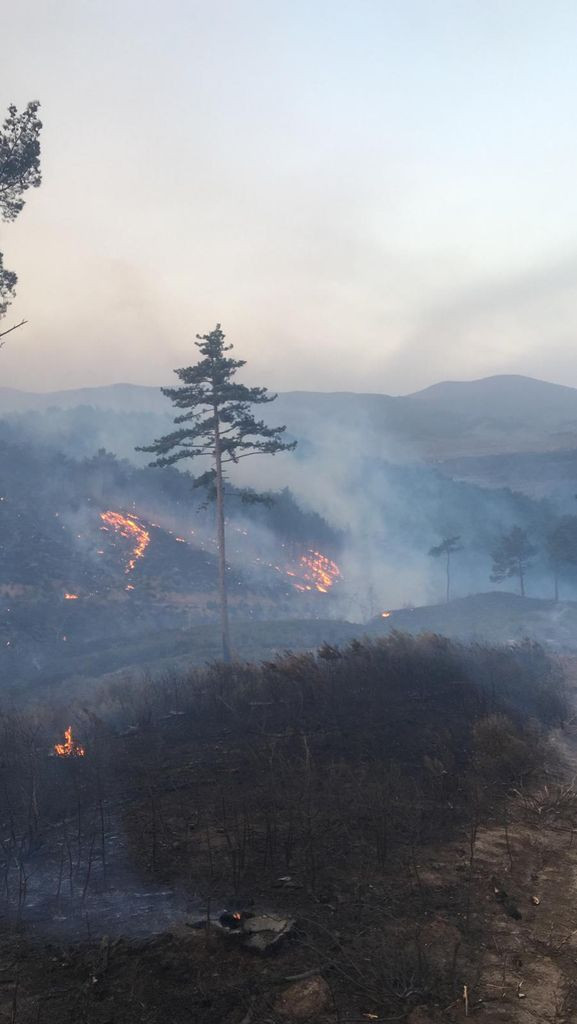 Çanakkale, Osmaniye, Bursa, Bilecik ve Muğla'da orman yangını - Sayfa 6