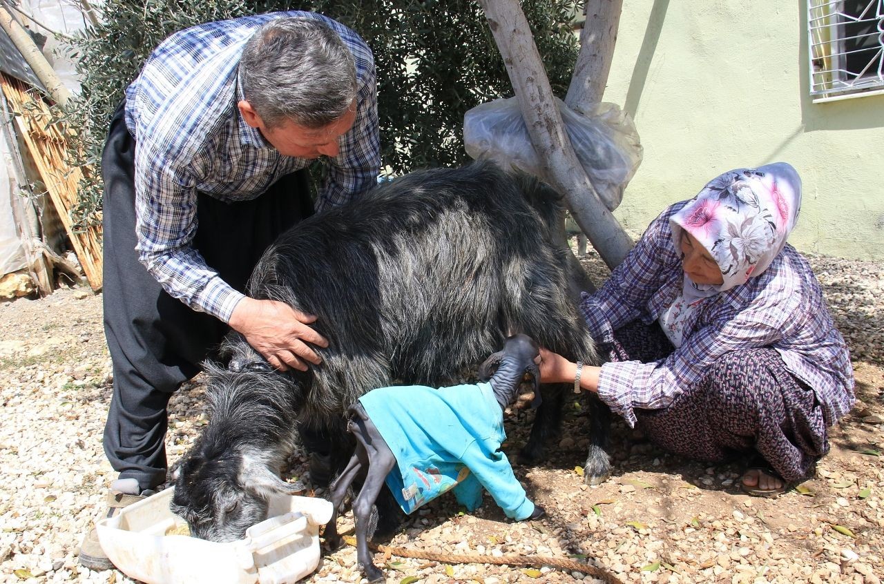 Gören hayrete düşüyor: Mersin'de tüysüz doğan oğlak köyün ilgi odağı oldu! - Sayfa 4