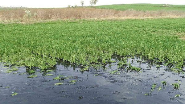 Edirne'de çevre katliamına neden olan tesis kaçak çıktı! Belediye Başkanı Gürkan 'Zararsız' dedi! - Sayfa 5
