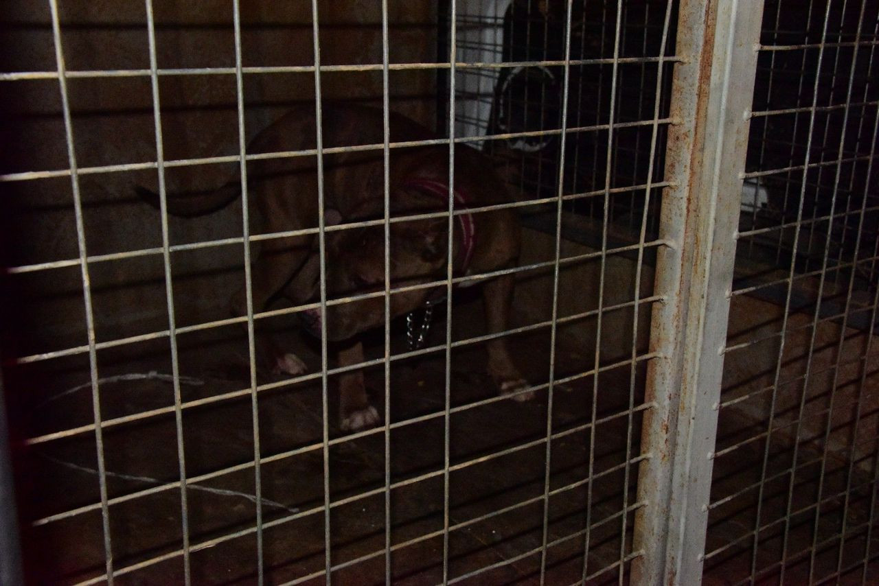 Başıboş gezen Pitbull, evcil köpekleri parçalayacaktı! - Sayfa 5