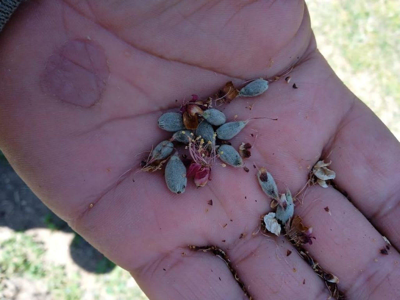 Dünyanın en önemli kayısı deposu Malatya'yı don vurdu! Yüzmilyonlarca dolar kayıp var - Sayfa 5