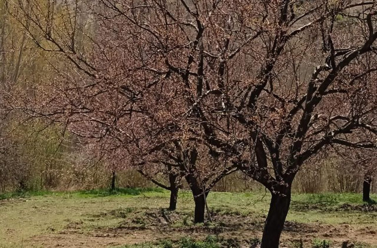 Dünyanın en önemli kayısı deposu Malatya'yı don vurdu! Yüzmilyonlarca dolar kayıp var - Sayfa 7