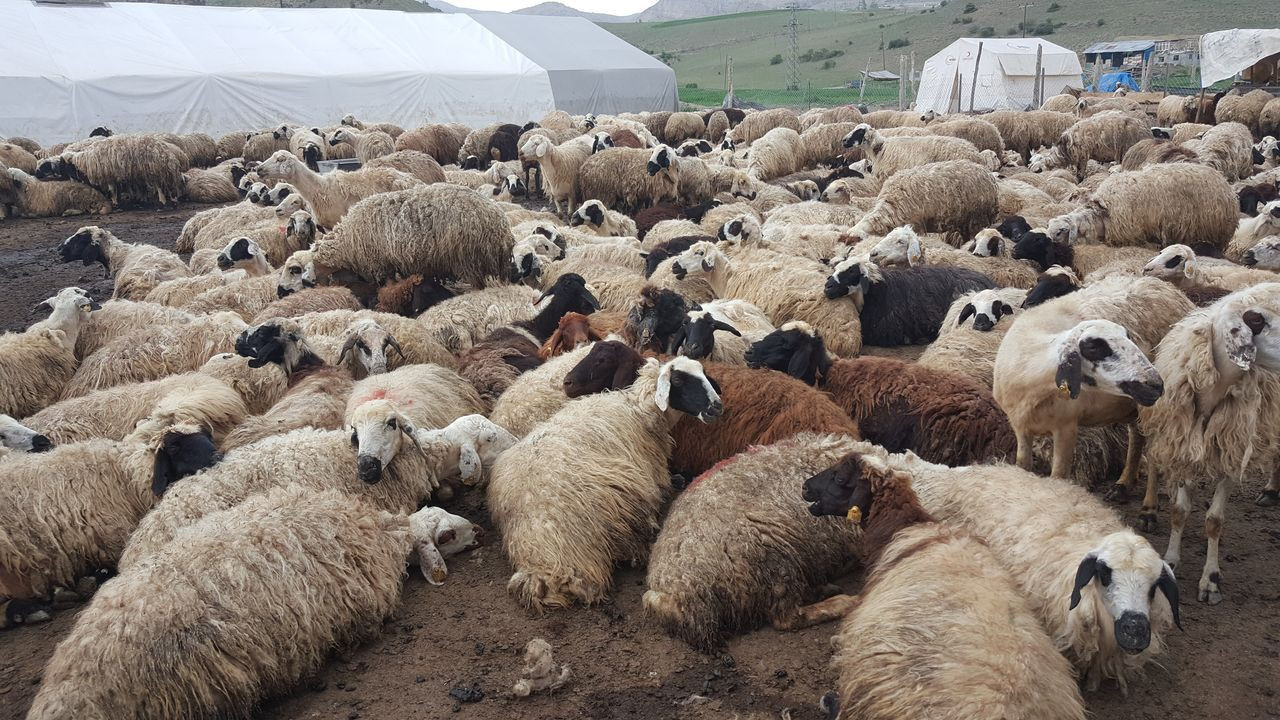 Görenler şaştı kaldı! Köprü yapılmasını isteyen besici koyunu sırtında akarsudan geçirdi - Sayfa 7