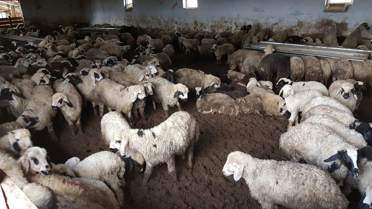 Görenler şaştı kaldı! Köprü yapılmasını isteyen besici koyunu sırtında akarsudan geçirdi - Sayfa 8