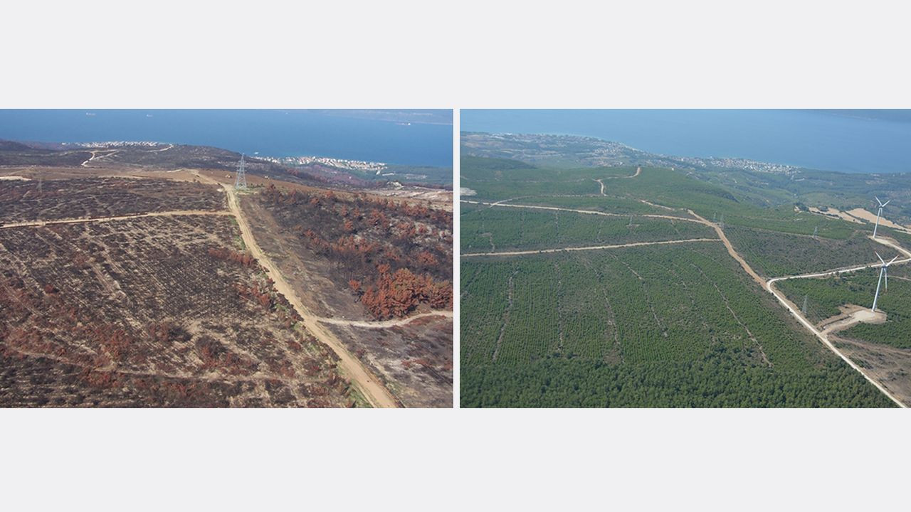 Yanan ormanlarda 'külden yeşile' dönüşüm: Öncesi ve sonrası fotoğrafları paylaşıldı! - Sayfa 8