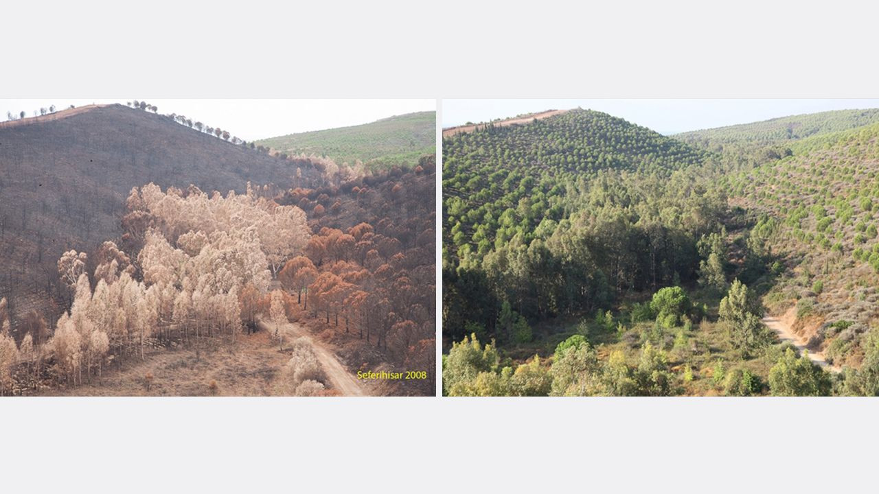 Yanan ormanlarda 'külden yeşile' dönüşüm: Öncesi ve sonrası fotoğrafları paylaşıldı! - Sayfa 11