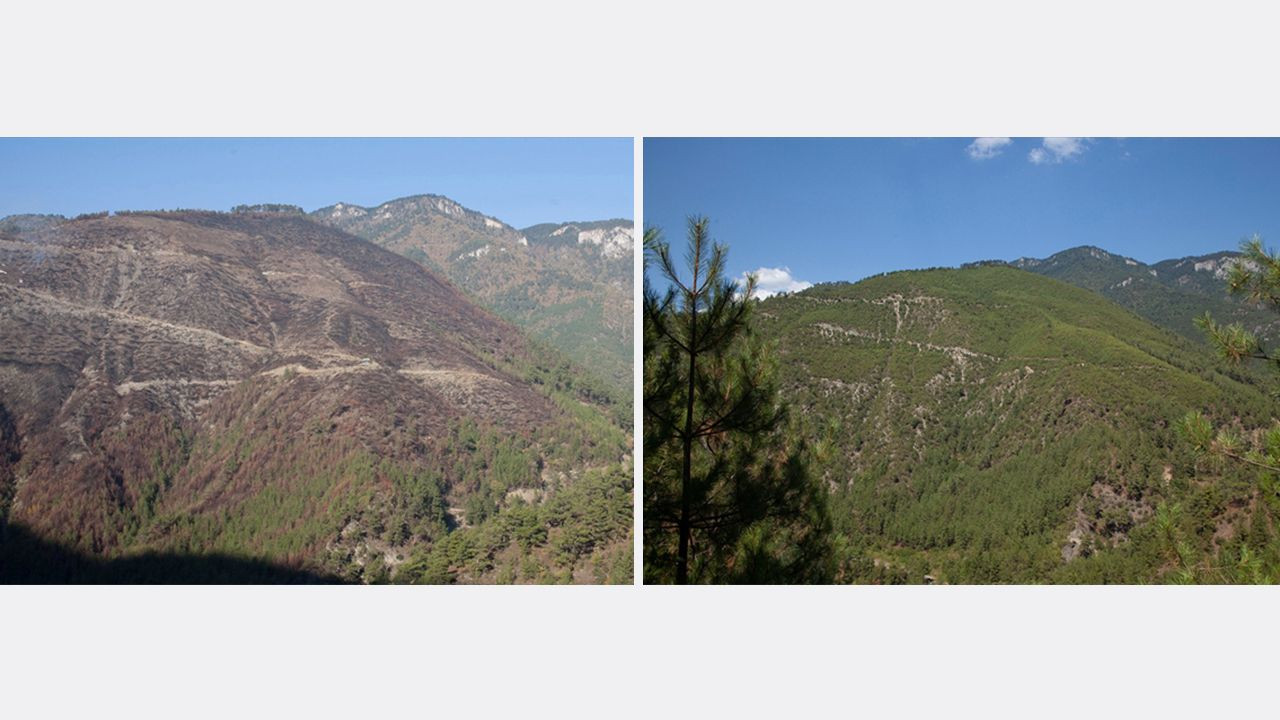 Yanan ormanlarda 'külden yeşile' dönüşüm: Öncesi ve sonrası fotoğrafları paylaşıldı! - Sayfa 12