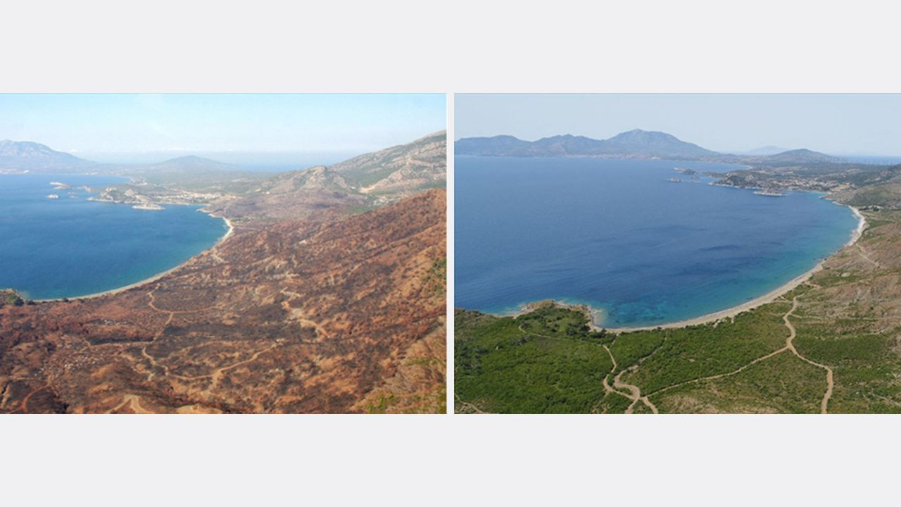 Yanan ormanlarda 'külden yeşile' dönüşüm: Öncesi ve sonrası fotoğrafları paylaşıldı! - Sayfa 6