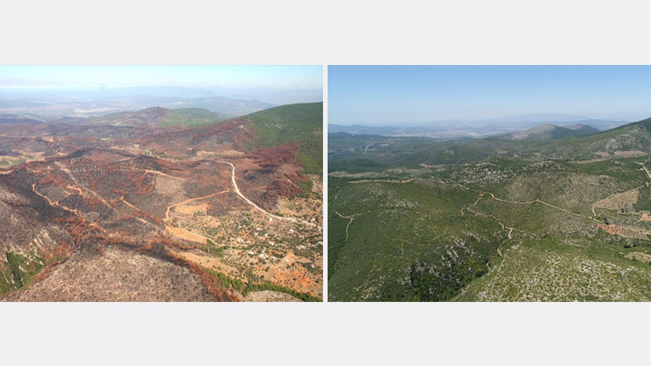 Yanan ormanlarda 'külden yeşile' dönüşüm: Öncesi ve sonrası fotoğrafları paylaşıldı! - Sayfa 5