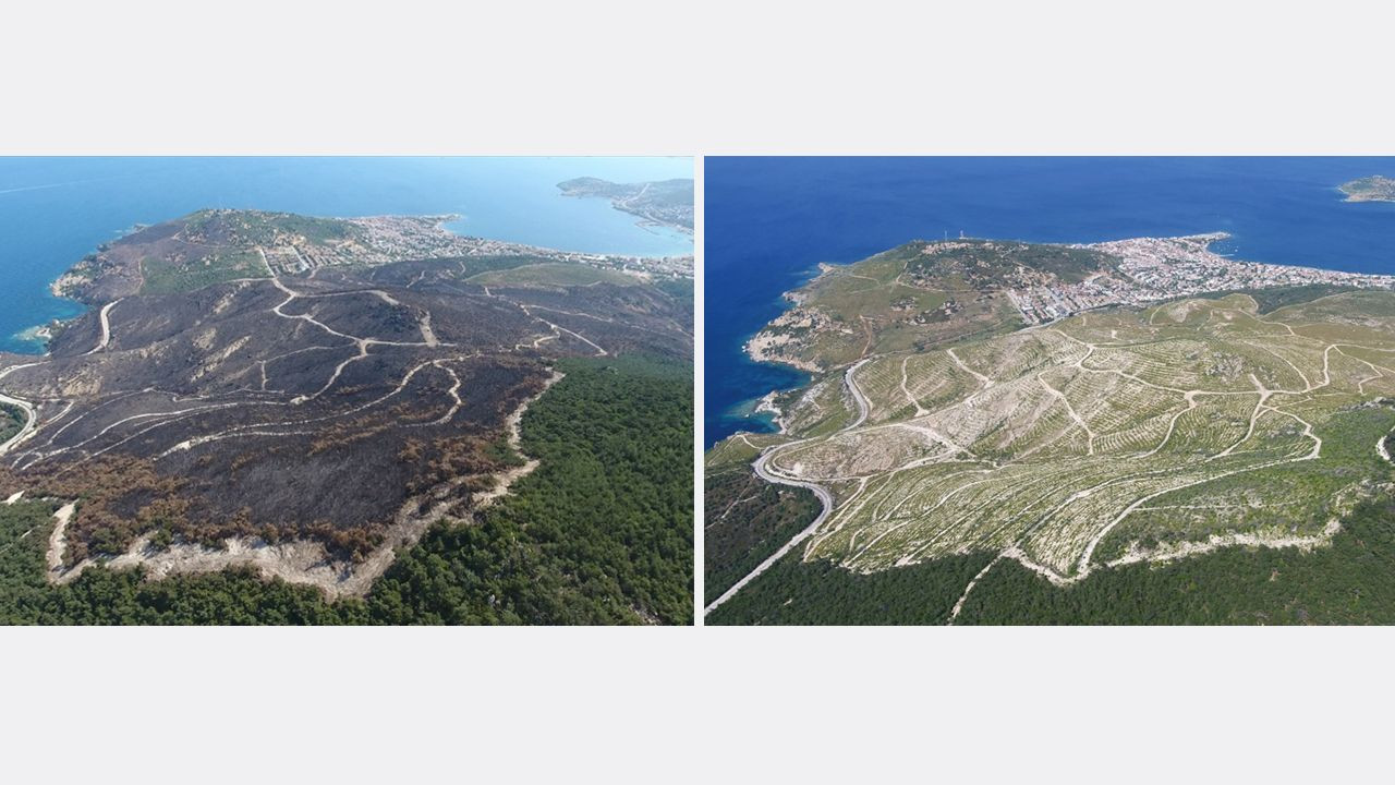 Yanan ormanlarda 'külden yeşile' dönüşüm: Öncesi ve sonrası fotoğrafları paylaşıldı! - Sayfa 10