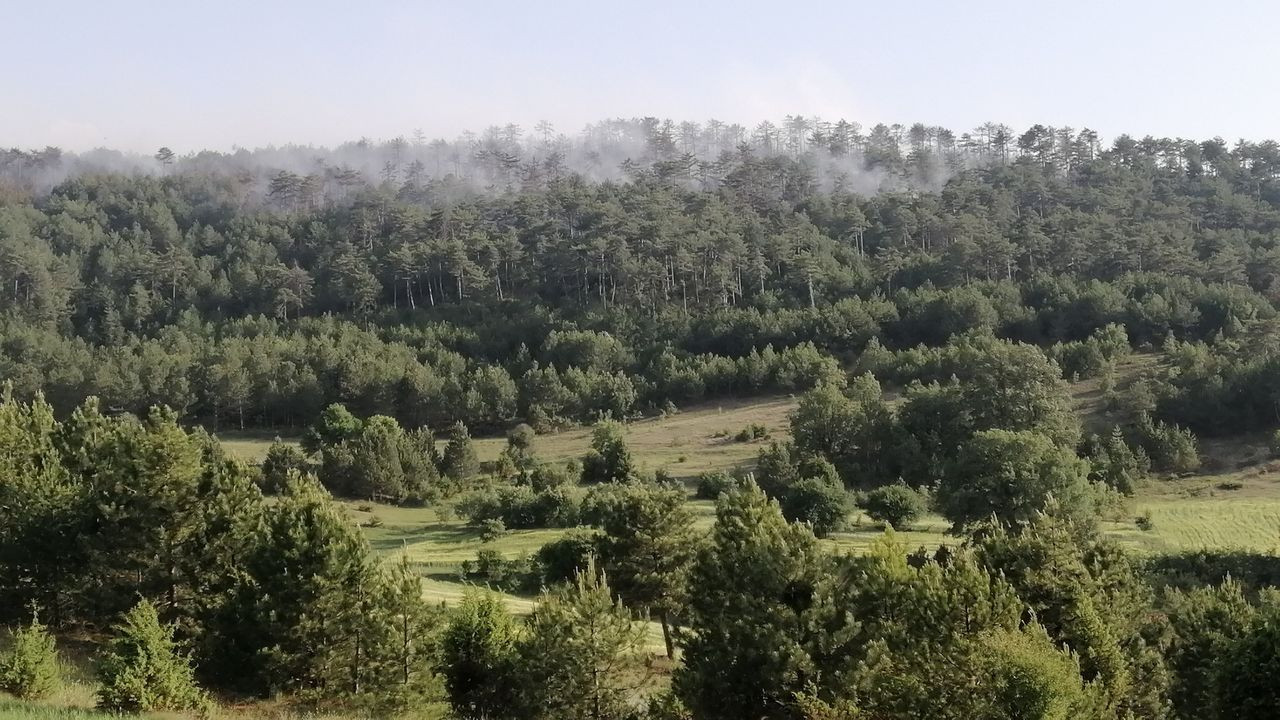 Bolu’daki orman yangını kontrol altında! 8 hektarlık çam zarar gördü - Sayfa 12