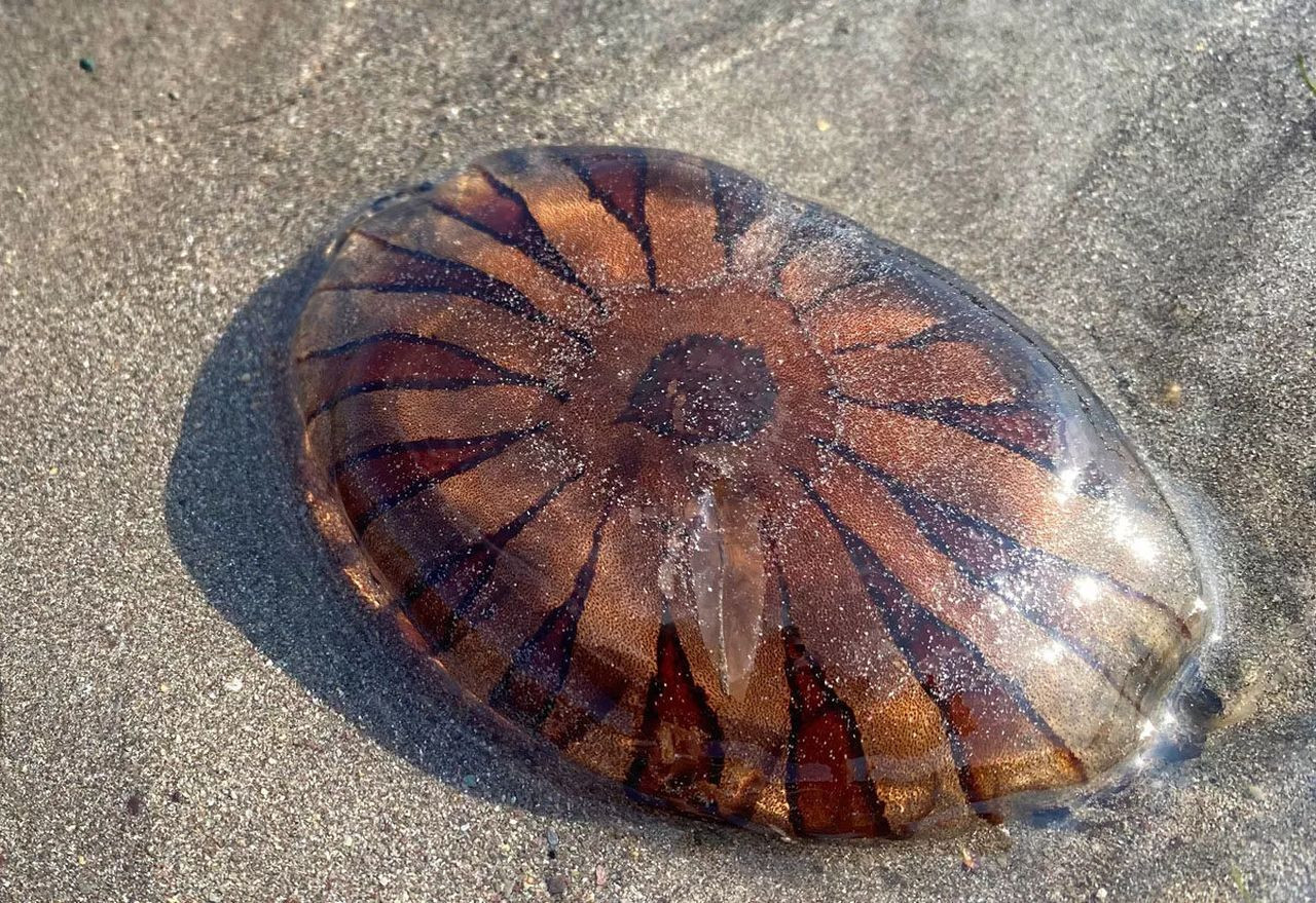 Yalova’da pusula denizanası alarmı! Temas ederseniz bunları mutlaka yapın - Sayfa 6