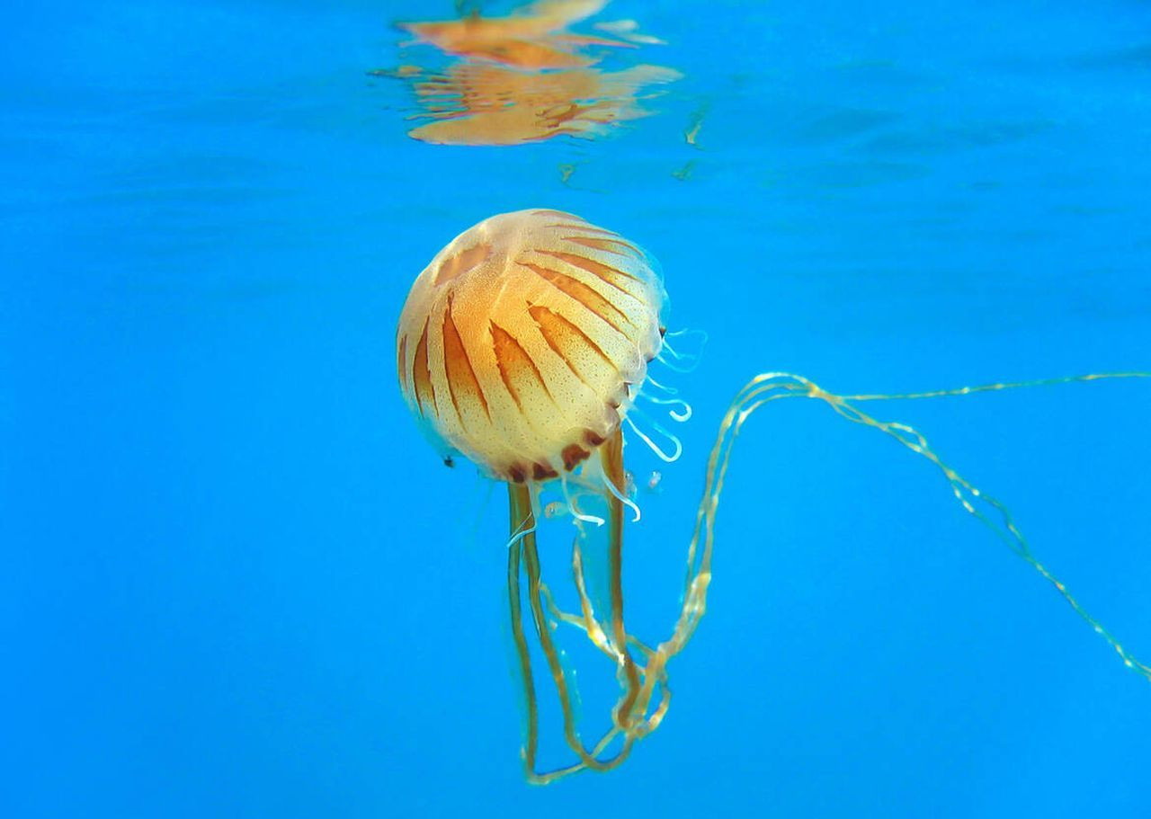 Yalova’da pusula denizanası alarmı! Temas ederseniz bunları mutlaka yapın - Sayfa 7