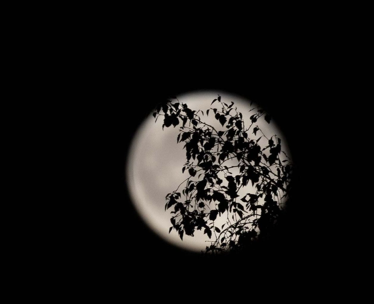 'Süper Ay' nefes kesti! İşte Türkiye ve dünyadan muhteşem dolunay manzaraları - Sayfa 25