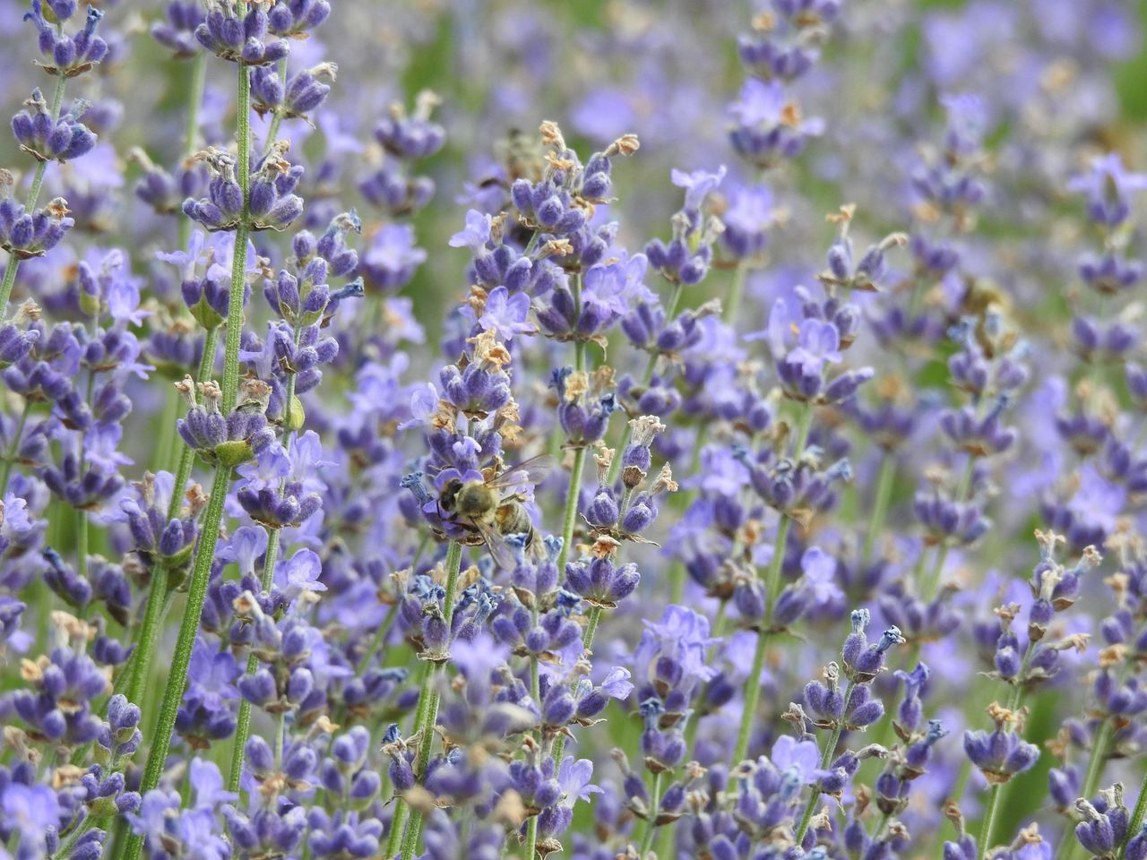Edirne'de tarlalar mora boyandı! Telefonunu kapan lavantalara koştu - Sayfa 16