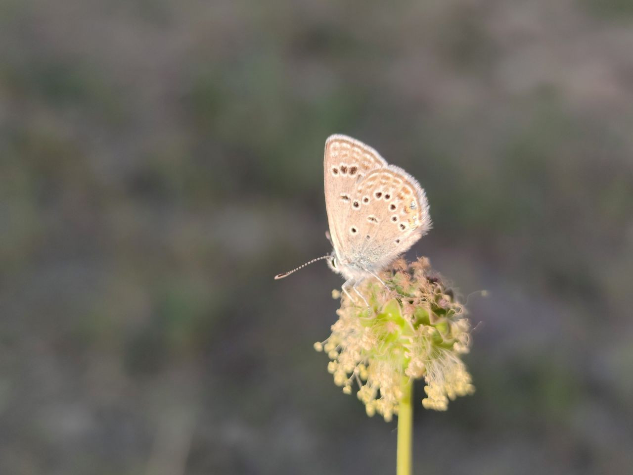 Sadece Van'da görülen "Rose'nin Çokgözlüsü"nü görüntülemek için kilometrelerce yol gittiler - Sayfa 11