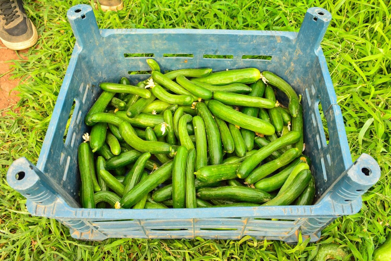 Meslek lisesinde tarım eğitimi - Sayfa 5