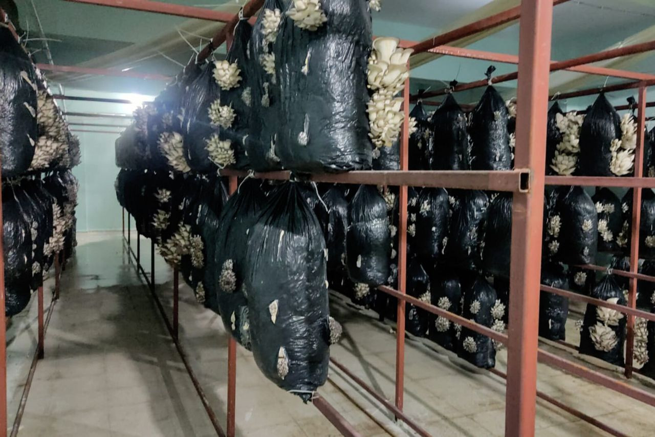 Meslek lisesinde tarım eğitimi - Sayfa 7