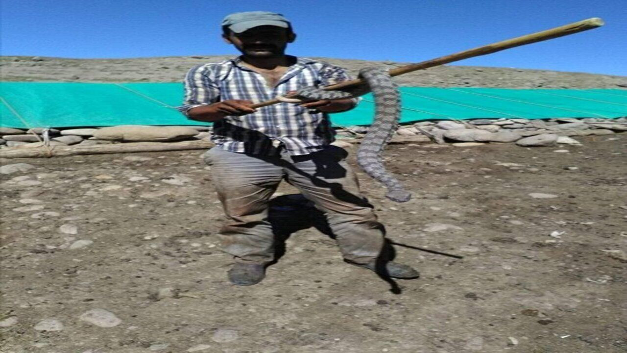 Kuzu ağılına giren engerek yılanı sürü sahibine korku dolu anlar yaşattı! - Sayfa 5