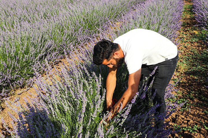 Siirt'e ekonomiye katkısı sebebiyle desteklenen lavanta ekimi yeni yatırım alanı oldu - Sayfa 10