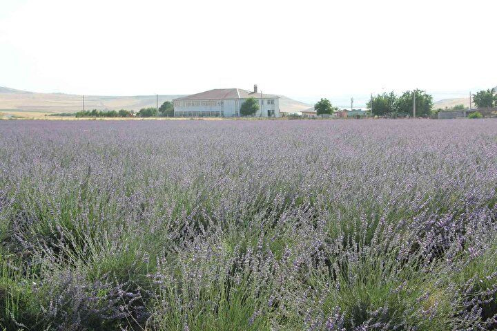 Siirt'e ekonomiye katkısı sebebiyle desteklenen lavanta ekimi yeni yatırım alanı oldu - Sayfa 6
