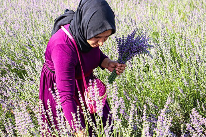 Siirt'e ekonomiye katkısı sebebiyle desteklenen lavanta ekimi yeni yatırım alanı oldu - Sayfa 7