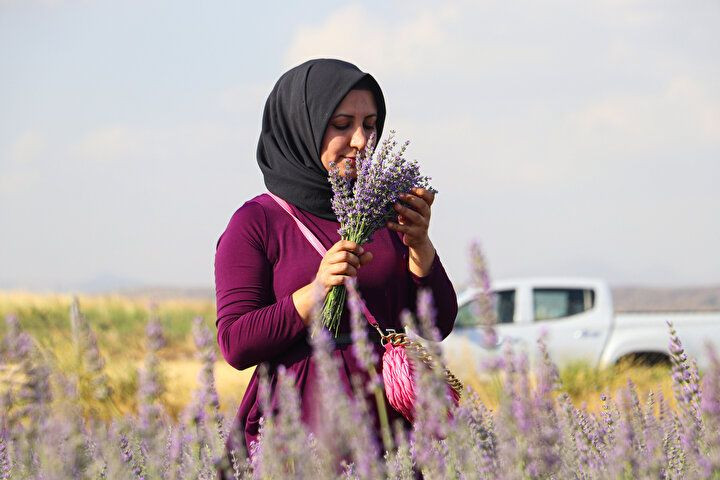 Siirt'e ekonomiye katkısı sebebiyle desteklenen lavanta ekimi yeni yatırım alanı oldu - Sayfa 8