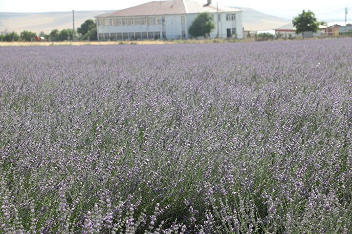 Siirt'e ekonomiye katkısı sebebiyle desteklenen lavanta ekimi yeni yatırım alanı oldu - Sayfa 9