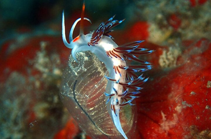 Gözle görülmeyen deniz canlılarının muhteşem görselleri büyüledi! - Sayfa 7