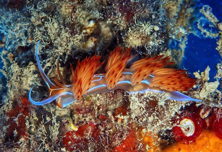Gözle görülmeyen deniz canlılarının muhteşem görselleri büyüledi! - Sayfa 6