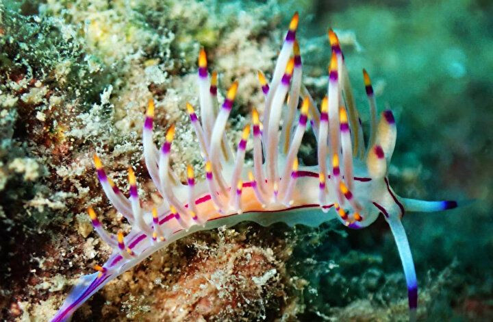 Gözle görülmeyen deniz canlılarının muhteşem görselleri büyüledi! - Sayfa 10