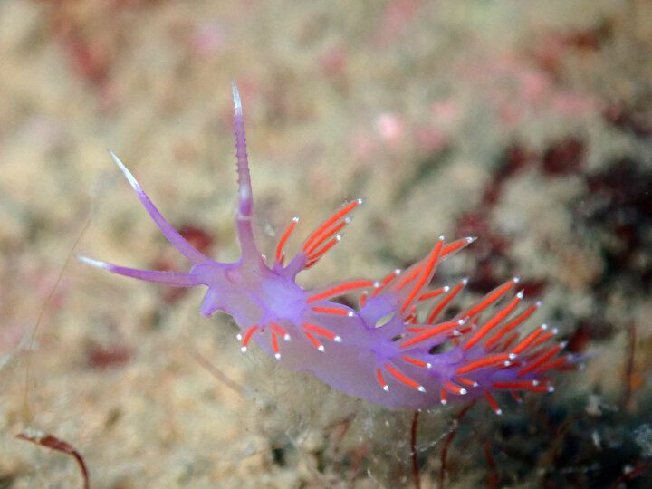 Gözle görülmeyen deniz canlılarının muhteşem görselleri büyüledi! - Sayfa 9