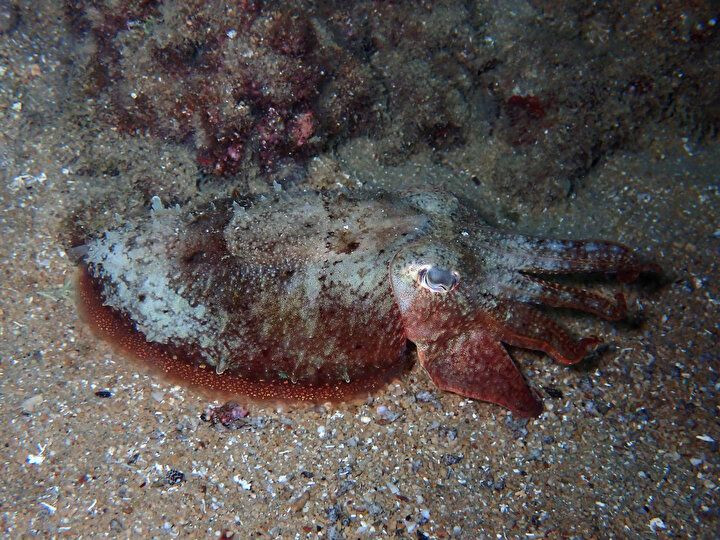 Gözle görülmeyen deniz canlılarının muhteşem görselleri büyüledi! - Sayfa 12