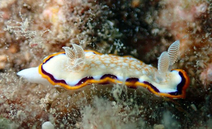 Gözle görülmeyen deniz canlılarının muhteşem görselleri büyüledi! - Sayfa 13