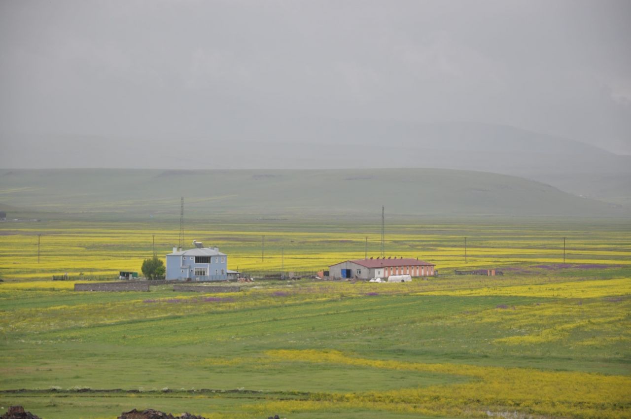 Kars'ta rengarenk açan çiçekler görenleri hayran bırakıyor - Sayfa 1