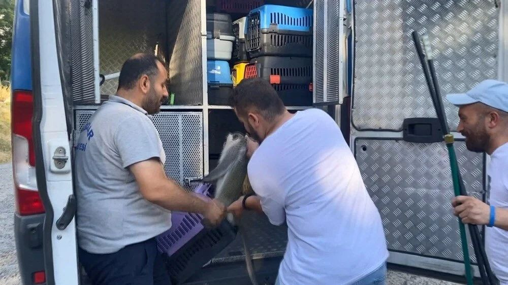 Bağcılar'da maymun şaşkınlığı: 'Gel kızım gel' diyerek muz uzattılar! - Sayfa 5