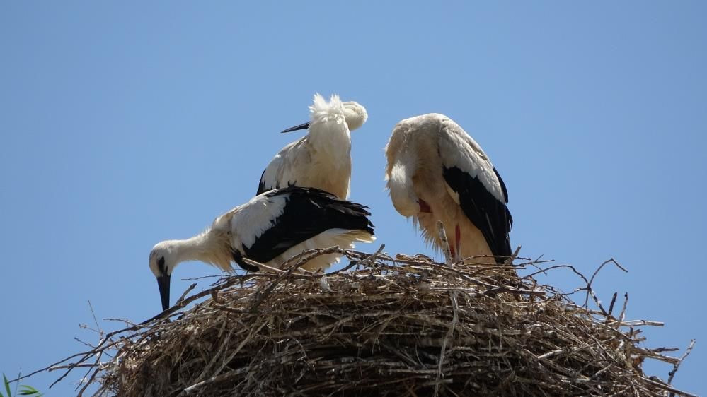 Muş Ovası’nın sevimli misafirleri leylekler, yavrularını uzun göçe hazırlıyor - Sayfa 6